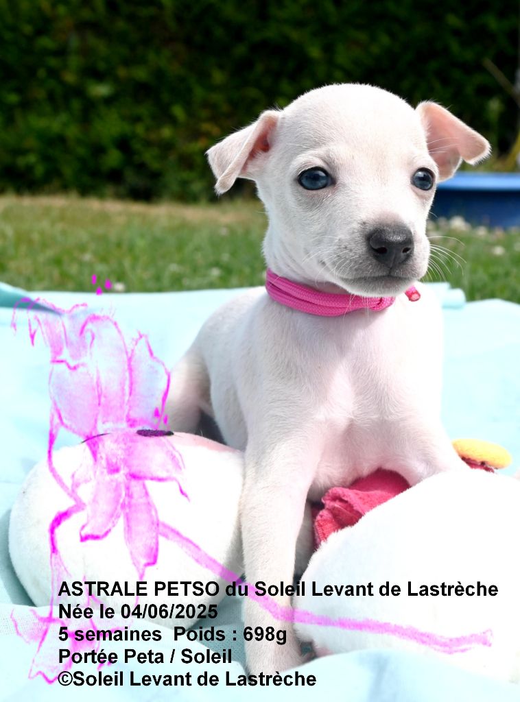 du soleil levant de Lastrèche - Chiots disponibles - Petit Levrier Italien