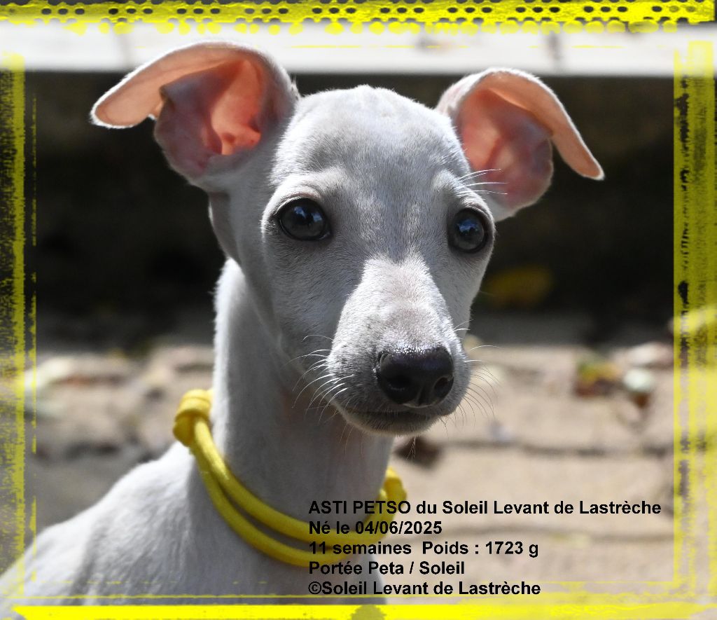 du soleil levant de Lastrèche - Chiots disponibles - Petit Levrier Italien