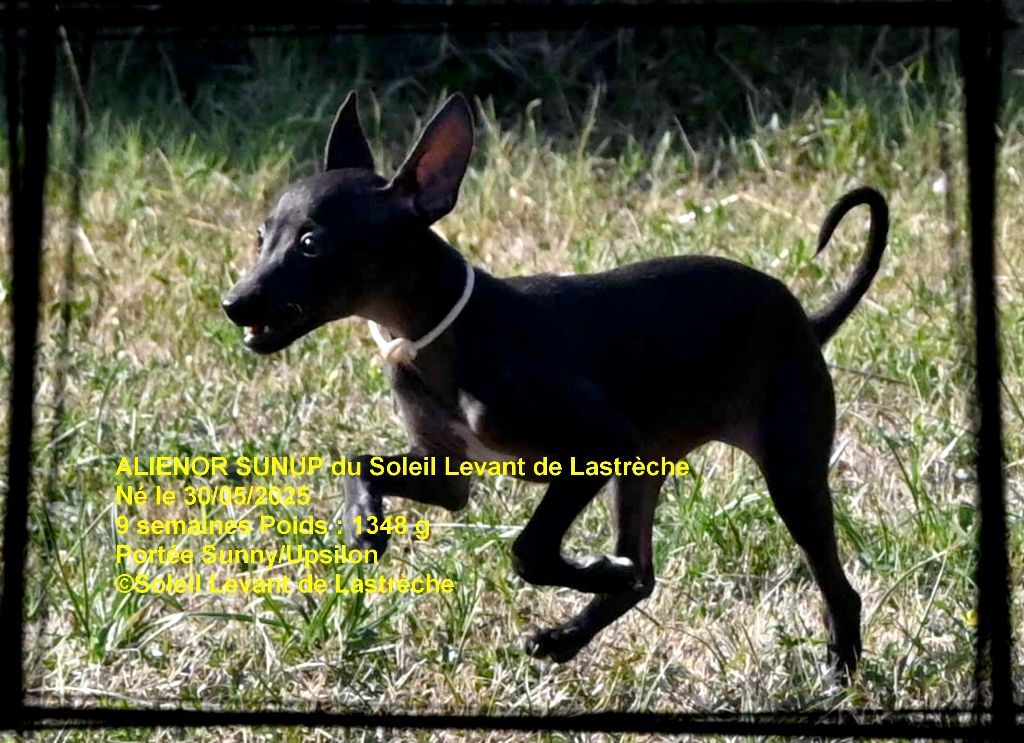 du soleil levant de Lastrèche - Chiots disponibles - Petit Levrier Italien