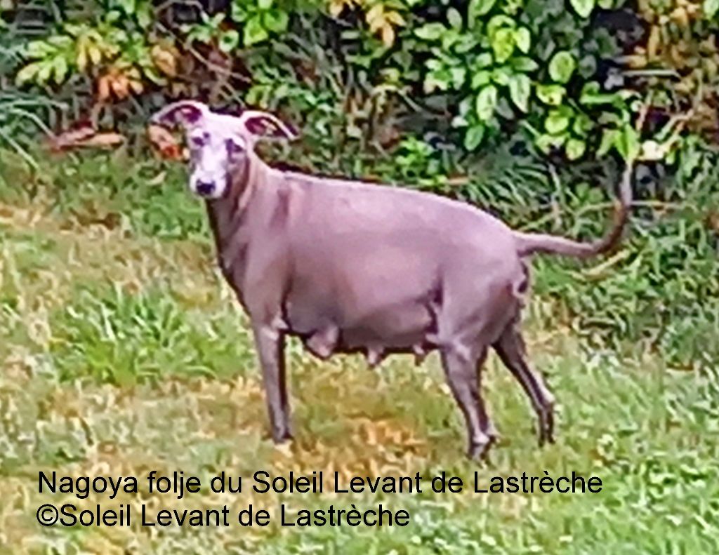 du soleil levant de Lastrèche - Petit Levrier Italien - Portée née le 10/08/2021
