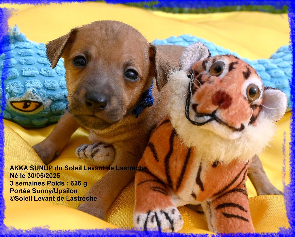 du soleil levant de Lastrèche - Chiots disponibles - Petit Levrier Italien