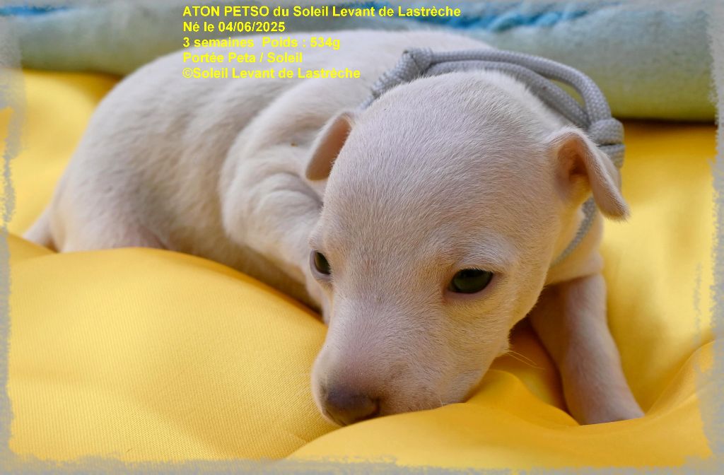 du soleil levant de Lastrèche - Chiots disponibles - Petit Levrier Italien