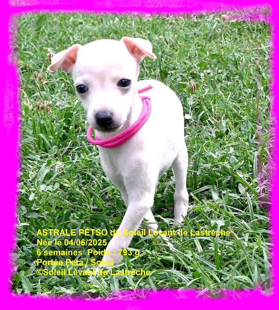 du soleil levant de Lastrèche - Chiots disponibles - Petit Levrier Italien