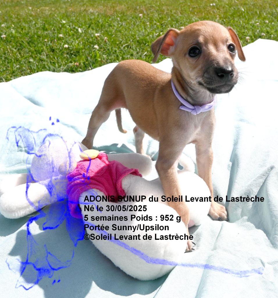 du soleil levant de Lastrèche - Chiots disponibles - Petit Levrier Italien