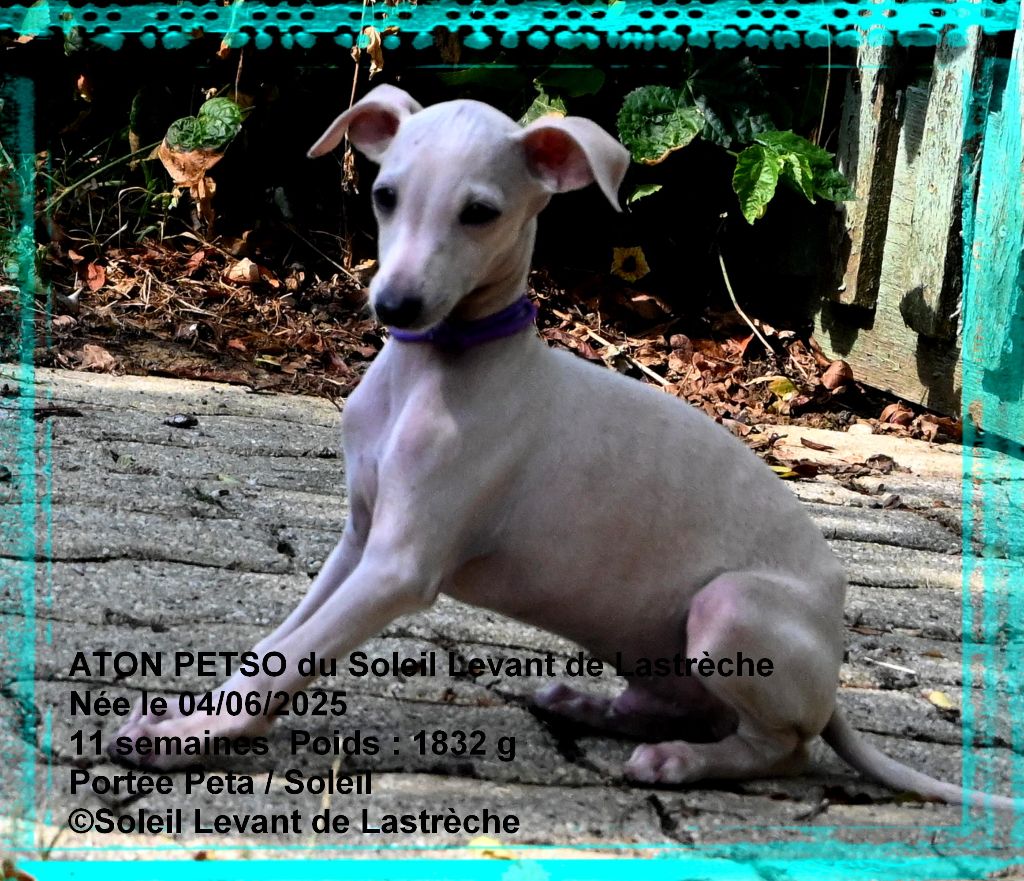 du soleil levant de Lastrèche - Chiots disponibles - Petit Levrier Italien