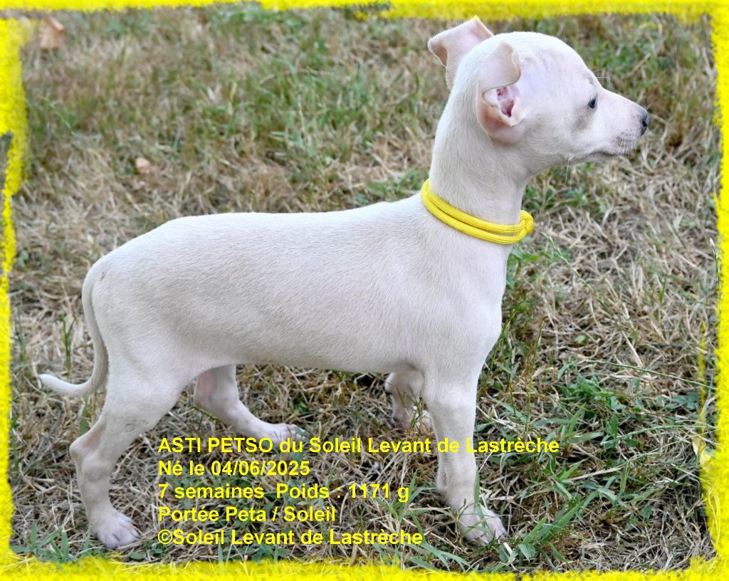 du soleil levant de Lastrèche - Chiots disponibles - Petit Levrier Italien