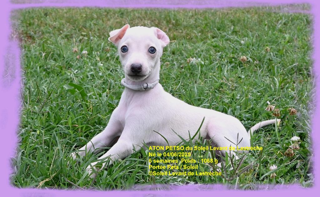 du soleil levant de Lastrèche - Chiots disponibles - Petit Levrier Italien