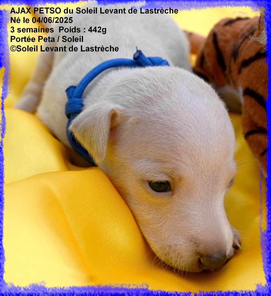 du soleil levant de Lastrèche - Chiots disponibles - Petit Levrier Italien