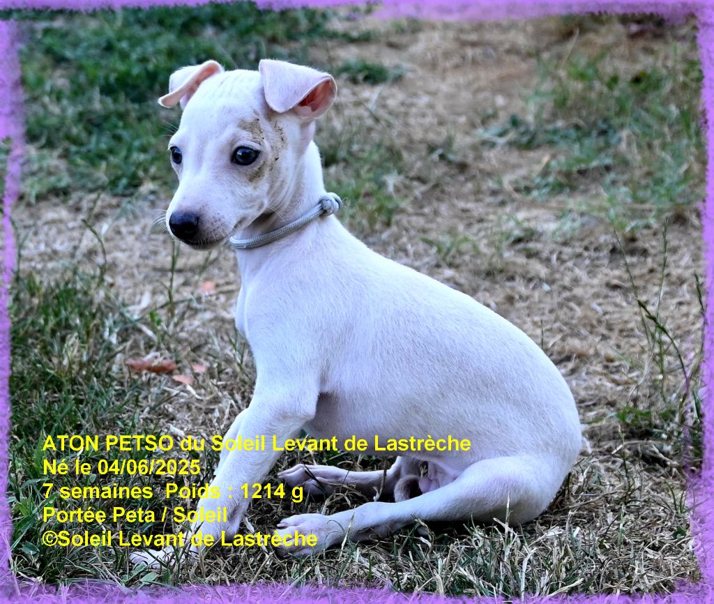 du soleil levant de Lastrèche - Chiots disponibles - Petit Levrier Italien